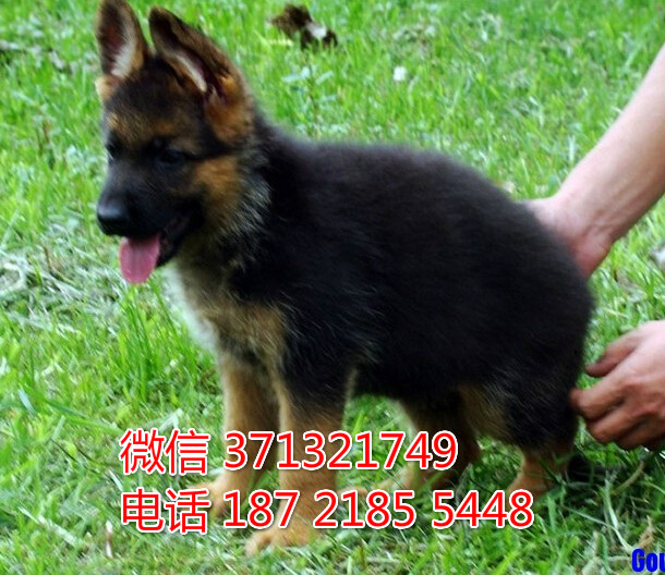 特价 德国牧羊犬出售纯种幼犬 专业繁殖专业发货 可上门看冀