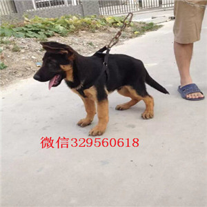  深圳卖德牧犬 纯种牧羊犬多少钱一只 弓背锤