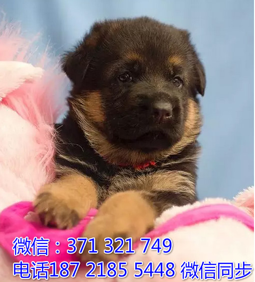 全国特惠德牧纯种幼犬 支持上门 支持空运汽运 包健康扑