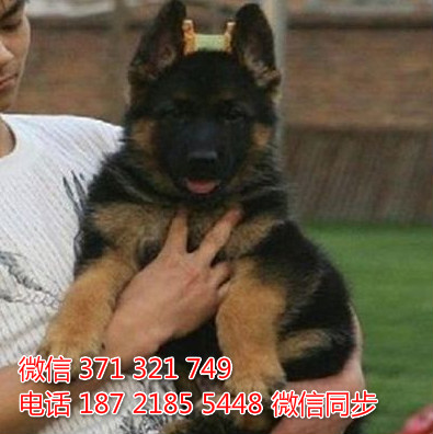 德牧纯种幼犬出售，犬舍直销德牧 犬舍狗场宠物
