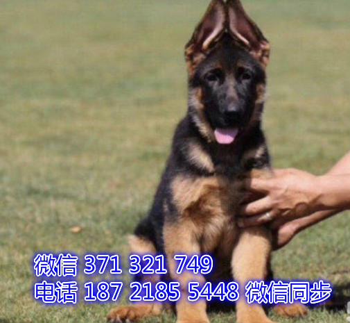 犬舍直销，哪里有宠物德牧 ，精品小型中型大型犬