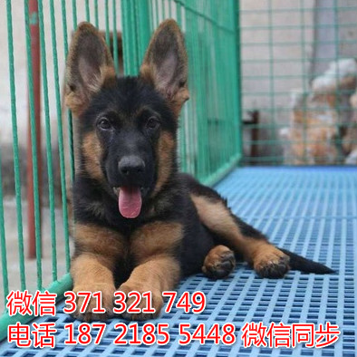 德牧纯种幼犬出售，犬舍直销德牧 犬舍狗场宠物狗乃