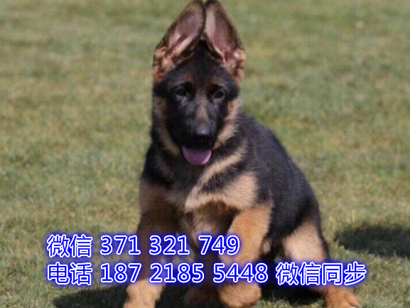 犬舍直销，哪里有宠物德牧 ，精品小型中型大型犬狗狗菲