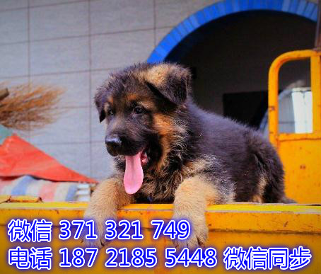 德牧出售 宠物狗狗  宠物市场 狗狗图片 买卖狗狗止