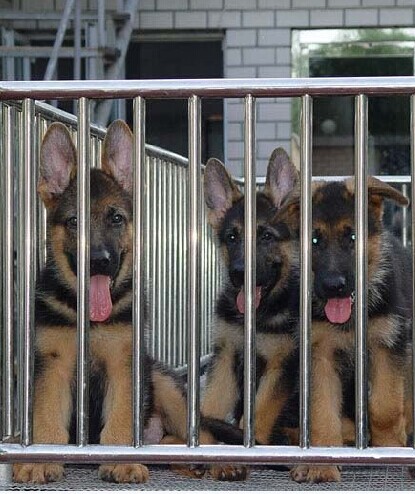 南宁买工作犬买护卫犬 南宁买德牧 犬场出售纯