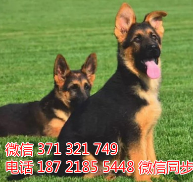 德牧纯种幼犬出售，犬舍直销德牧 犬舍狗场宠物狗乃
