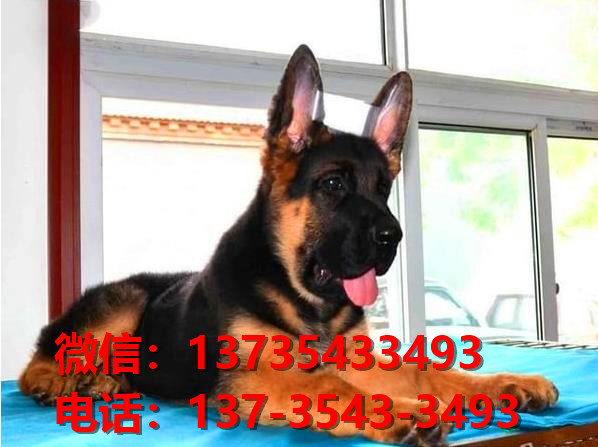 济南狗场卖狗买狗地方在哪有狗市场领养活体宠