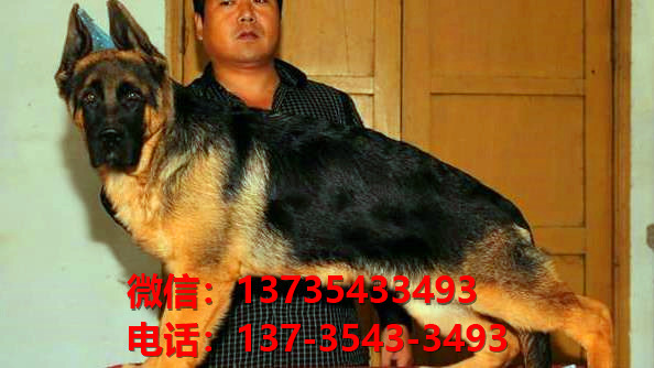 西安狗场卖狗买狗地方在哪有狗市场领养活体宠