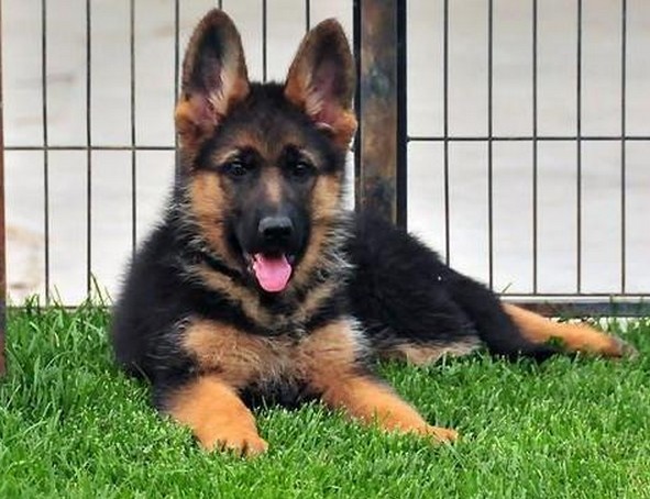 临沧耿马县买德牧请进 狗场小德牧出售