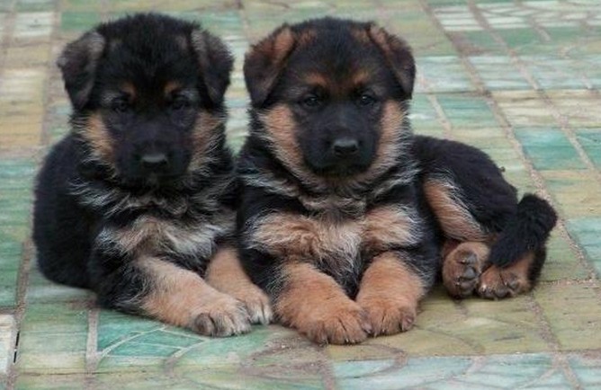 红河州买德牧 金平县买德牧 云南狗场小德牧出售