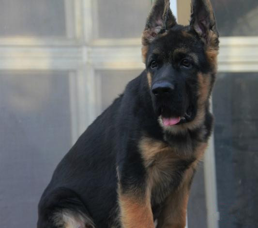 佛山哪里有卖德国牧羊犬 佛山德牧犬一只多少钱 可送货