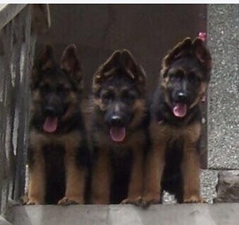 思茅普洱哪里买德牧 云南狗场小德牧出售