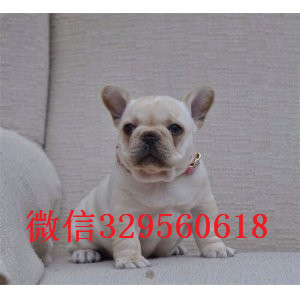 佳木斯卖纯种法牛奶油色法斗多少钱纯种法牛疫