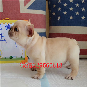 金昌犬舍斗牛犬黑色法国斗牛犬法国斗牛犬图片