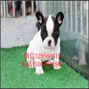 山东潍坊哪里能买到法斗一道筋法斗虎斑法斗包