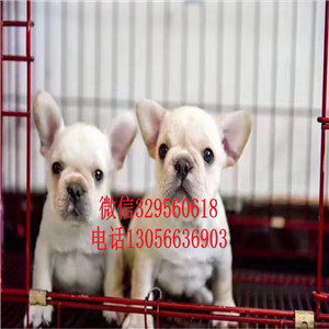 辽宁铁岭哪里有卖法牛的精品法国斗牛犬黑白花
