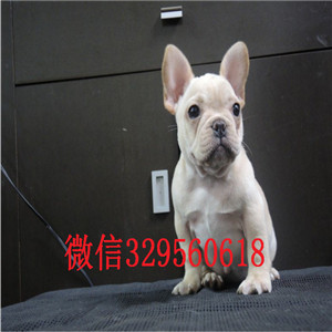 吉林出售奶油色法国斗牛犬纯种法斗幼犬出售法国斗牛犬出售