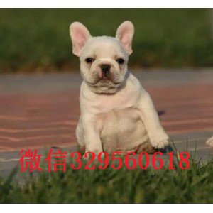 朔州出售纯种法斗犬法斗多少钱一只短体法斗包