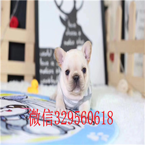 株洲出售奶油色法国斗牛犬纯种法斗幼犬出售法斗图片