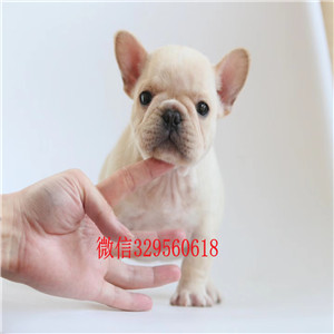 日喀则出售斗牛犬虎斑色法斗法国斗牛犬价格