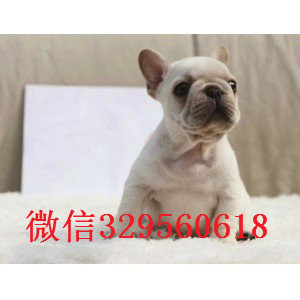 怀化出售多种颜色法斗犬长期出售纯种法斗虎斑