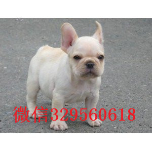 黄山出售多种颜色法斗犬长期出售纯种法斗疫苗齐全 价格实惠法斗图片