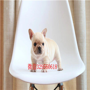 铁岭犬舍法国斗牛犬精品法斗法国斗牛犬图片