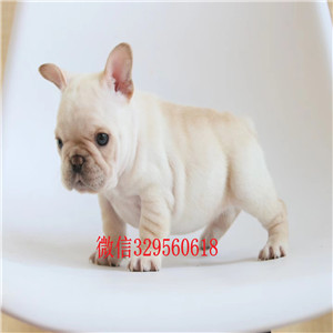 铁岭哪里有卖高品质法国斗牛犬斗牛犬多少钱一