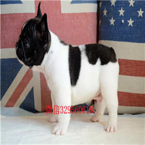 佳木斯哪里能买到高品质法国斗牛犬家养法斗出