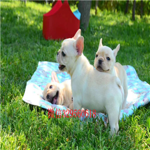 菏泽哪里有卖高品质法国斗牛犬双血统赛级法国斗牛犬包纯种健康