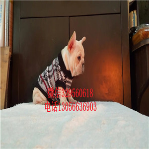 山东莱芜哪里能买到法斗精品法国斗牛犬奶油色