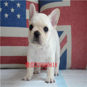 果洛州宠物店斗牛犬精品法斗法国斗牛犬价格