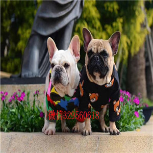 周口宠物店纯种法斗虎斑色法斗法国斗牛犬图片