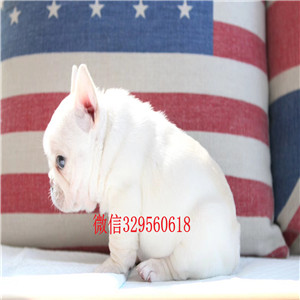 长治出售法斗狗场精品法斗法国斗牛犬犬舍