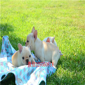 临夏宠物店法斗犬虎斑色法斗法国斗牛犬犬舍