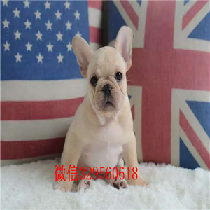 湖州哪里有卖的奶油色法国斗牛犬虎斑法斗出售