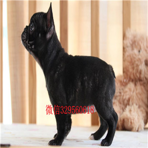 莱芜犬舍法斗狗场黑色法国斗牛犬法国斗牛犬犬