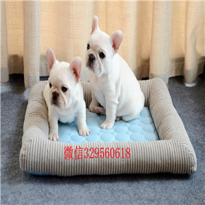 果洛州犬舍法斗狗场虎斑色法斗法国斗牛犬犬舍