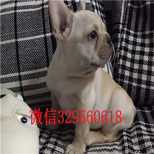宝鸡出售多种颜色法斗犬哪里能买到纯种法斗疫