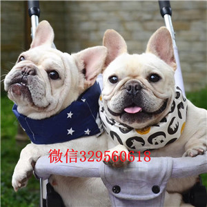 信阳犬舍法斗犬虎斑色法斗法国斗牛犬犬舍