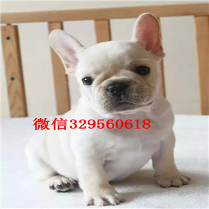 漯河卖双血统法牛精品法国斗牛犬出售纯种法牛