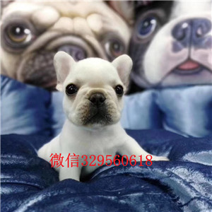 菏泽哪里有卖高品质法国斗牛犬双血统赛级法国斗牛犬包纯种健康