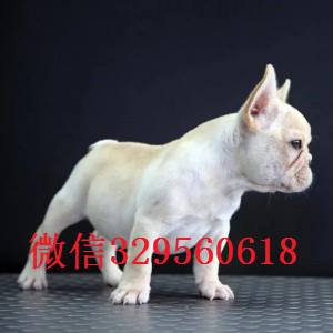 长治卖双血统法牛精品法国斗牛犬出售黑白花法