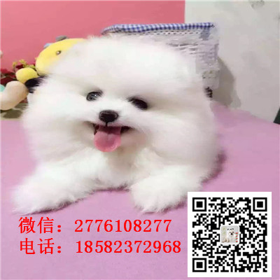 果洛州出售纯种法国斗牛幼犬 多只挑选 保健康