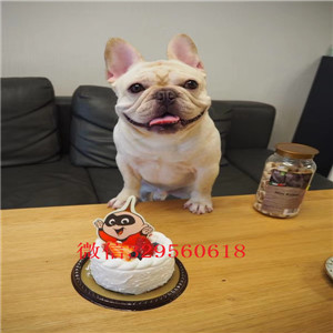 南宁宠物店斗牛犬奶油色法国斗牛犬法国斗牛犬图片