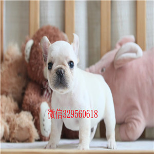 定西犬舍法斗犬精品法斗法国斗牛犬犬舍