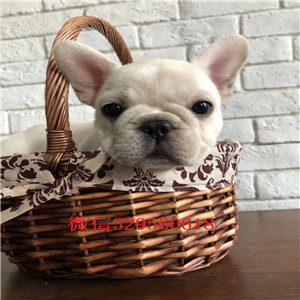 焦作哪里能买到实体店出售法斗斗牛犬多少钱一