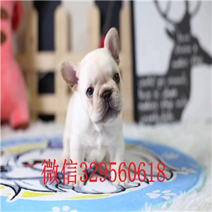 株洲出售奶油色法国斗牛犬纯种法斗幼犬出售法斗图片