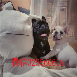 株洲出售奶油色法国斗牛犬纯种法斗幼犬出售法斗图片