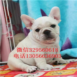 河南周口哪里能买到法斗精品法国斗牛犬虎斑法